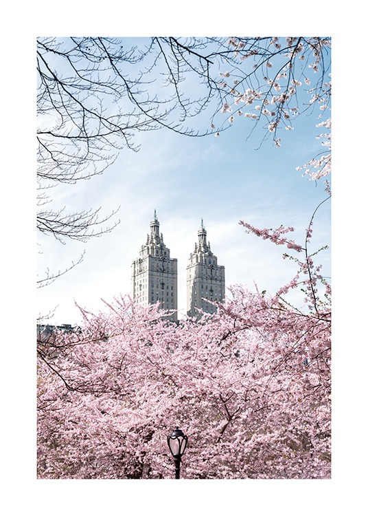  – Photographie de cerisiers devant deux tours avec un ciel bleu derrière