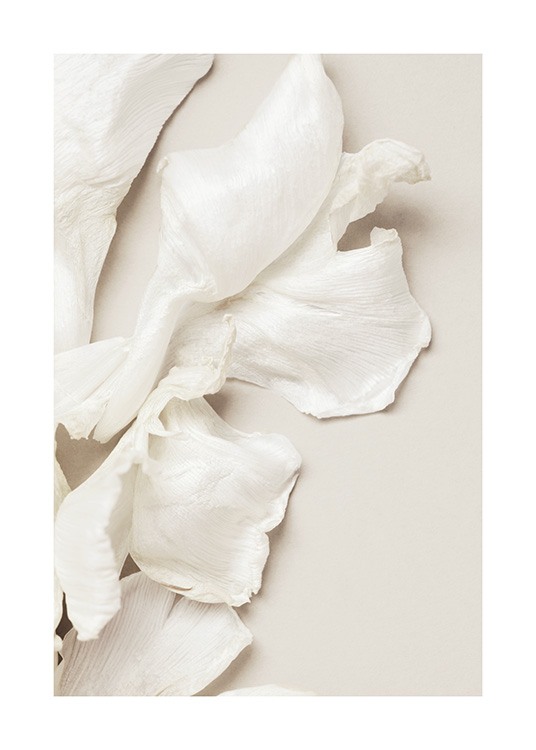  – Fotografie von verstreuten Blütenblättern einer weißen Tulpe auf beigefarbenem Grund