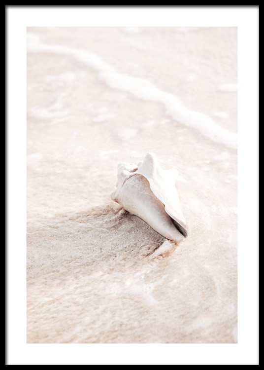  – Foto van een lichtbeige schelp in water en zand