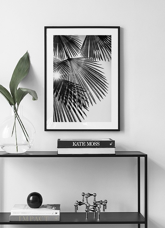  – Zwart wit foto van zonlicht dat door waaierpalmbladeren schijnt