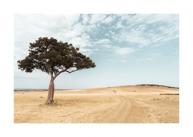  – Photographie d’une savane avec un acacia devant un ciel bleu