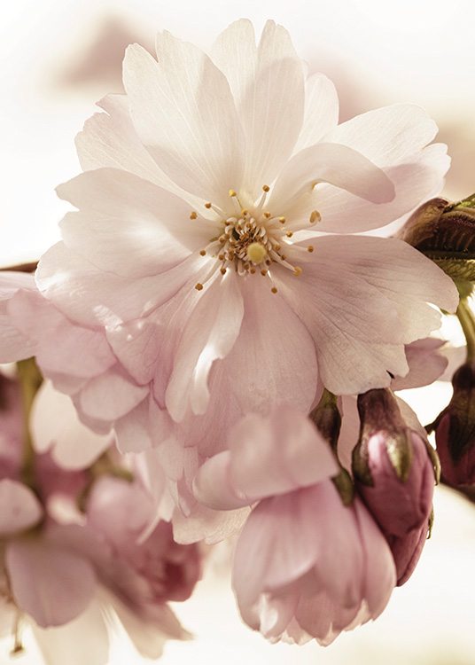  – Fotografie mit einer Nahaufnahme von rosa Kirschblüten