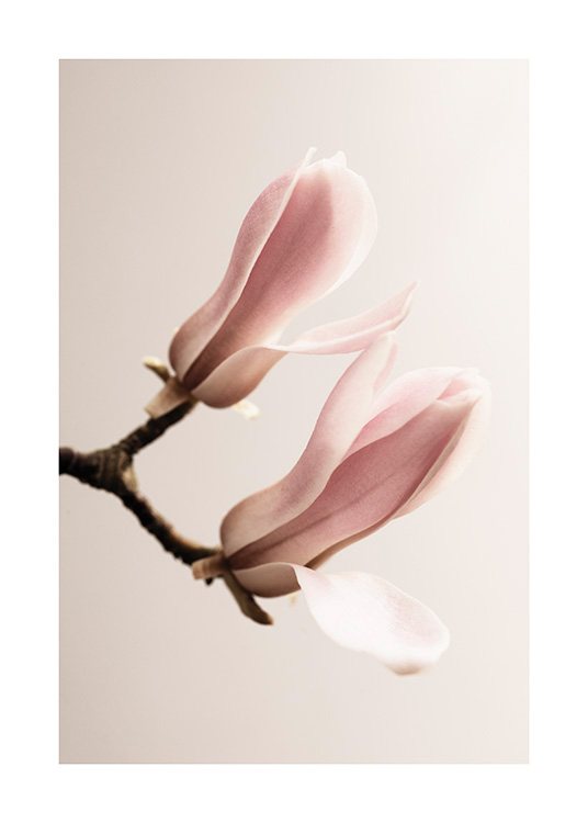 nationalisme Niet genoeg Rusland Magnolia Close Up No2 Poster - Roze magnolia's - desenio.be