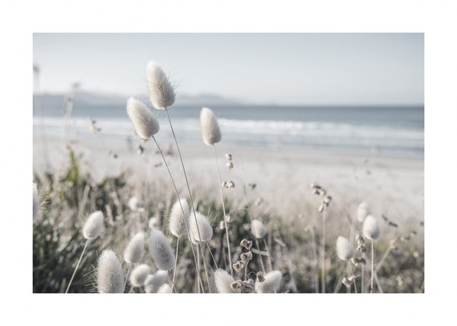  – Foto van duingras met witte bloemen, met de oceaan en een strand op de achtergrond
