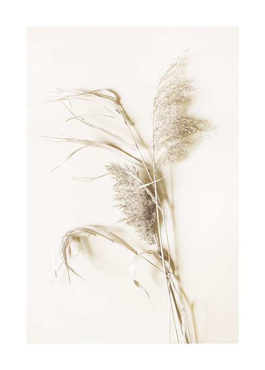  – Photographie d’herbe séchée beige sur un fond beige clair