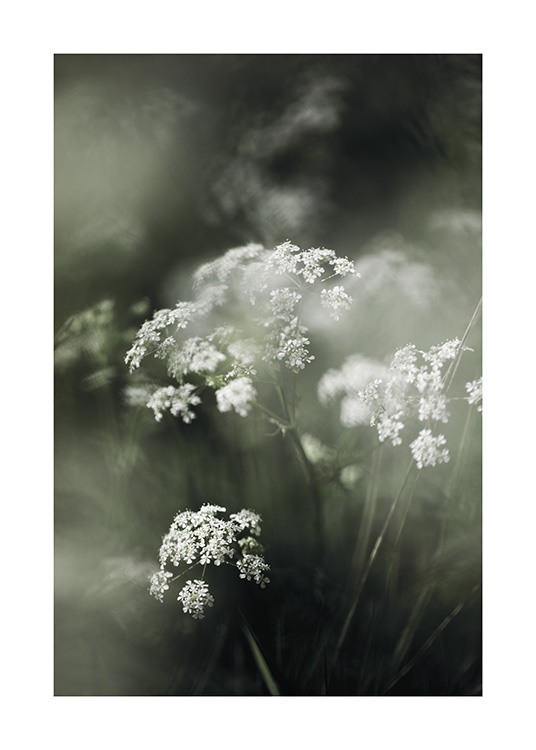 Misty Meadow Flower Affiche