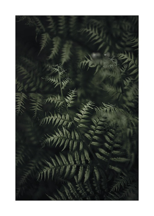 Green Fern Affiche