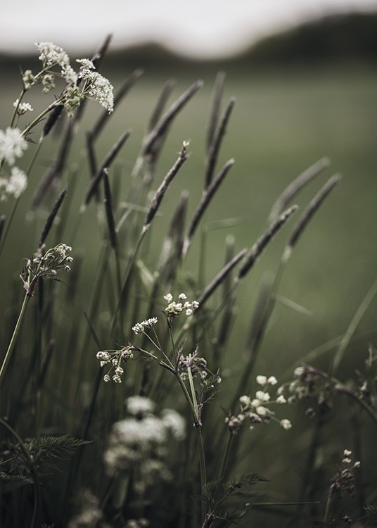  – Photographie de petites fleurs blanches et d’herbe verte avec un fond flou
