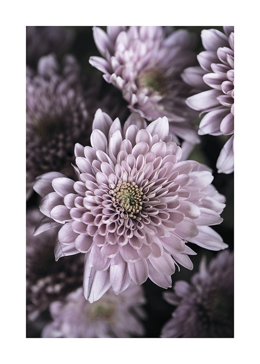 Light Purple Petals Affiche