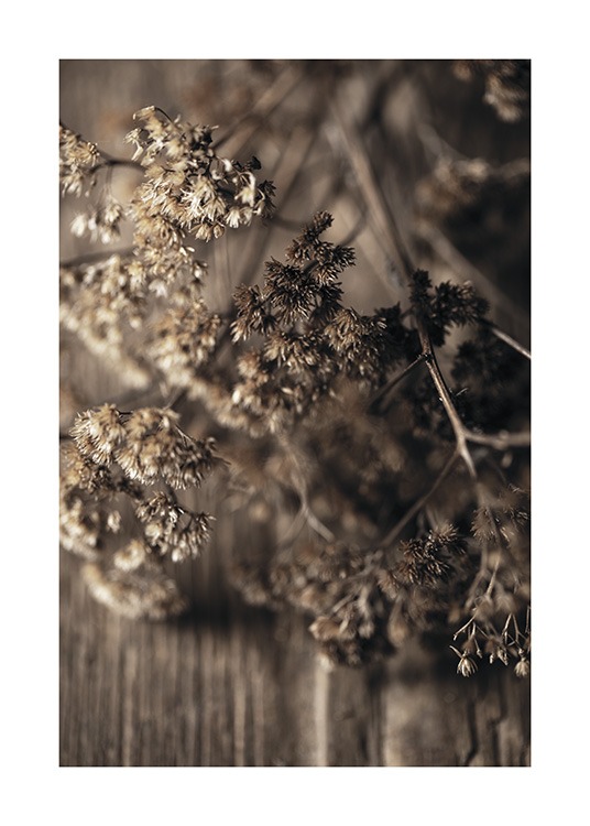 Dried Meadow Flower Affiche