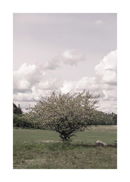 Lonely Tree Affiche