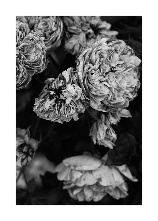 Roses B&W Poster