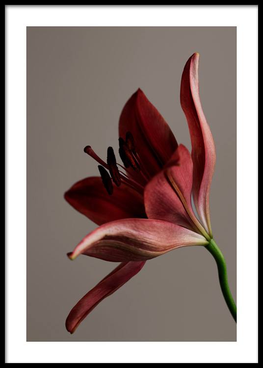  – Fotografie mit der Nahaufnahme einer Blume in Rot auf einem braunen Hintergrund