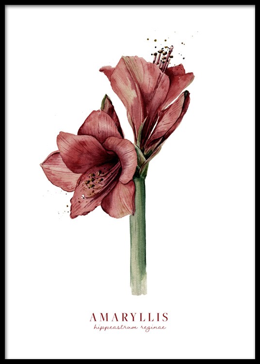  – Aquarel van een rode amaryllis tegen een witte achtergrond