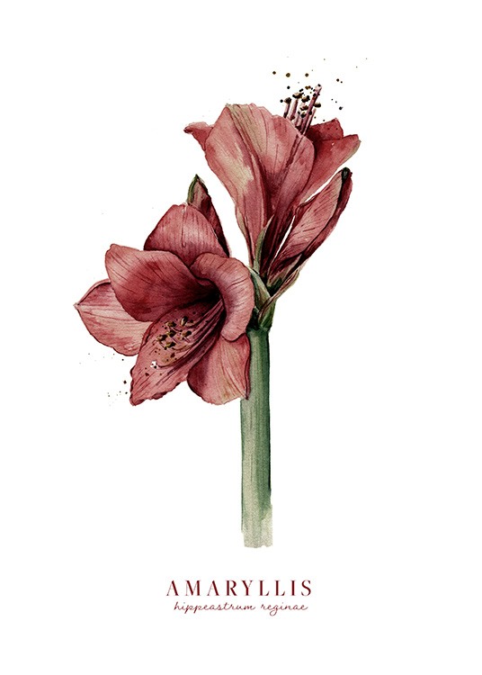  – Aquarel van een rode amaryllis tegen een witte achtergrond