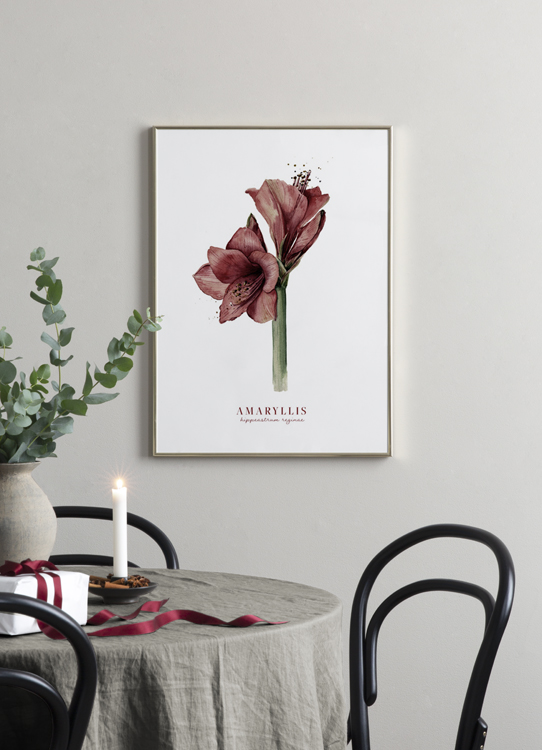  – Aquarel van een rode amaryllis tegen een witte achtergrond