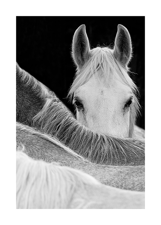 Gaze Of A Horse Affiche