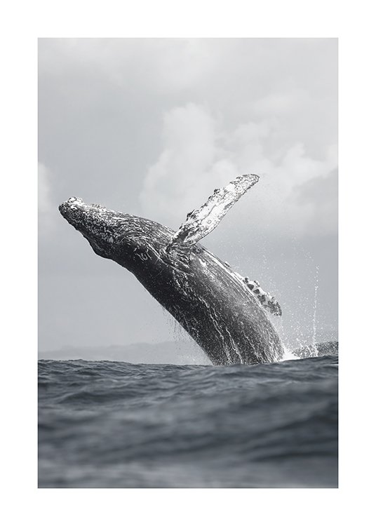 Whale Jump Affiche