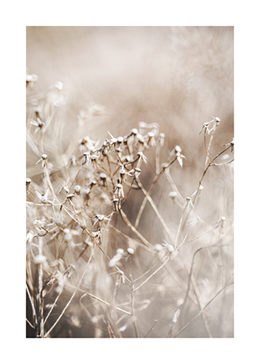  – Photographie en gros plan d’un ensemble de fleurs séchées en beige avec un fond flou