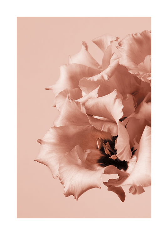  – Fotografie von mehreren rosa Blüten mit gekräuselten Blütenblättern und einer dunklen Mitte vor einem rosa Hintergrund