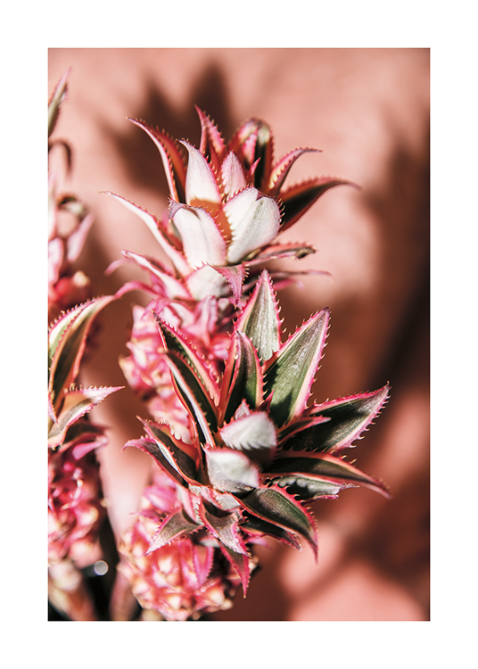  – Photographie de plusieurs fleurs d’ananas avec un fond rose pâle
