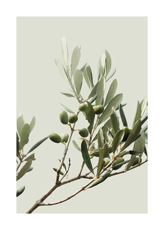  – Photographie d’olives vertes sur un rameau d’olivier avec des feuilles vertes