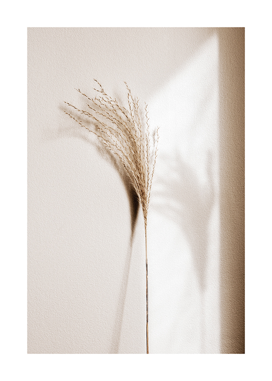  – Photographie d’un roseau en beige avec son ombre à côté, appuyé sur un mur clair