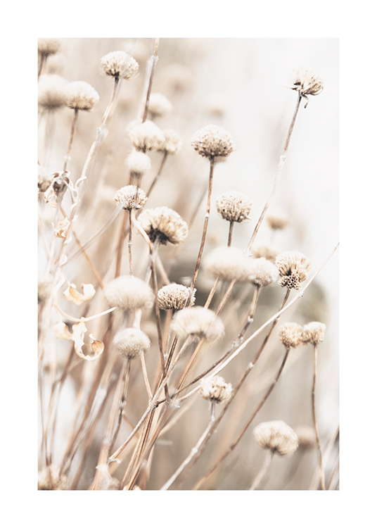  – Photographie d’un bouquet de petites fleurs séchées en beige avec un fond flou