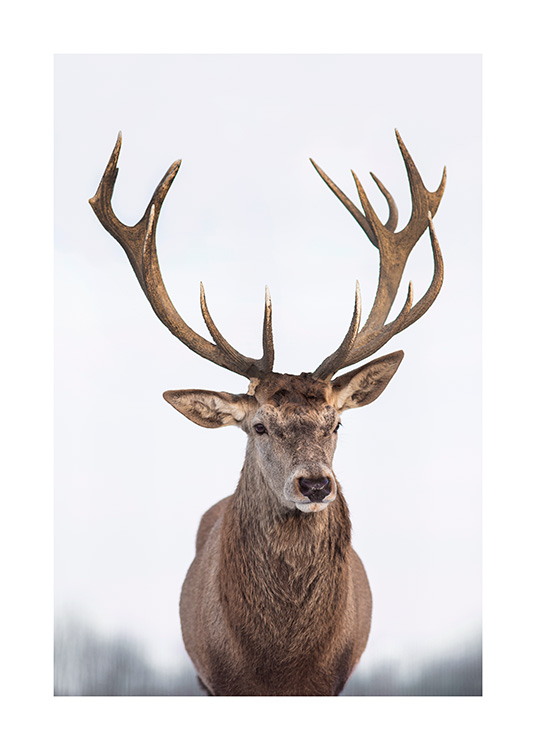  – Fotografie eines frontal aufgenommenen Hirsches vor hellem, verschwommenem Hintergrund