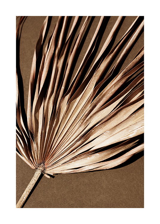  – Photographie d’une feuille de palmier beige séchée avec un effet plissé, sur fond marron