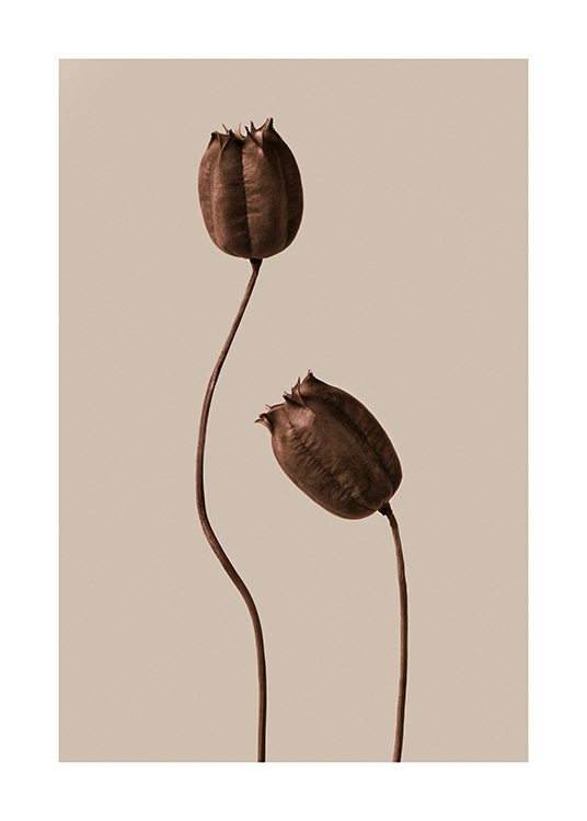 – Zwei getrocknete Blumen in unterschiedlicher Länge in Braun vor einem braunbeigen Hintergrund