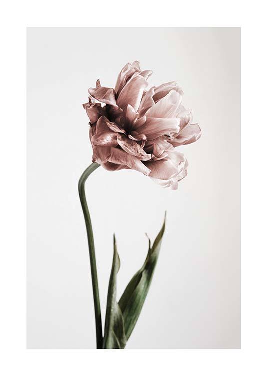 Pink Tulipe No1 Affiche / Photographie chez Desenio AB (2119)