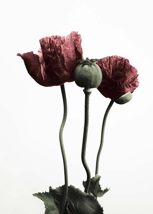 Red Poppy Flower Poster / Botanik bei Desenio AB (2122)