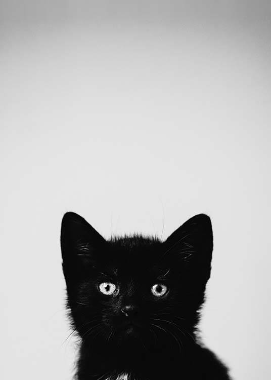 Black Kitten Affiche