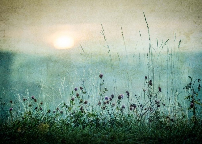  – Affiche de nature avec une prairie avec des fleurs et un lever de soleil à l’arrière-plan