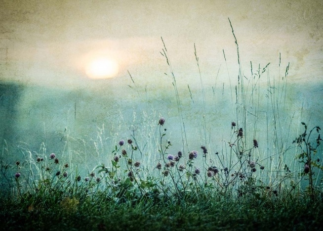 Meadow In Dawn Poster