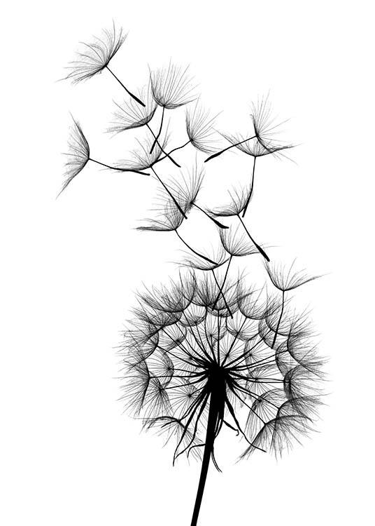 Dandelion No2 Affiche