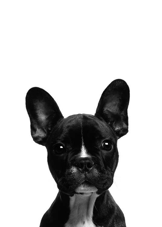 Frenchie Affiche