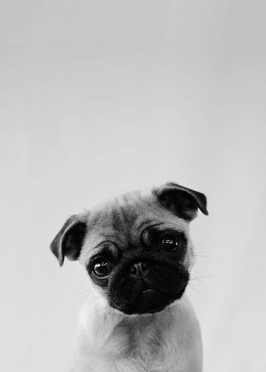 Pug Puppy Affiche
