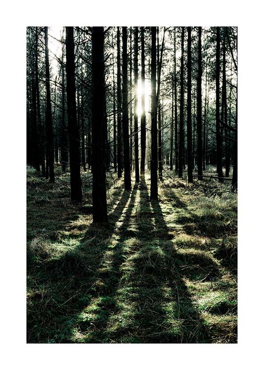 Sunlight In Forest Poster