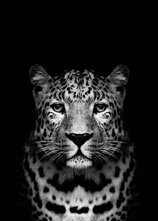 Leopard B&W Affiche / Noir et blanc chez Desenio AB (2912)