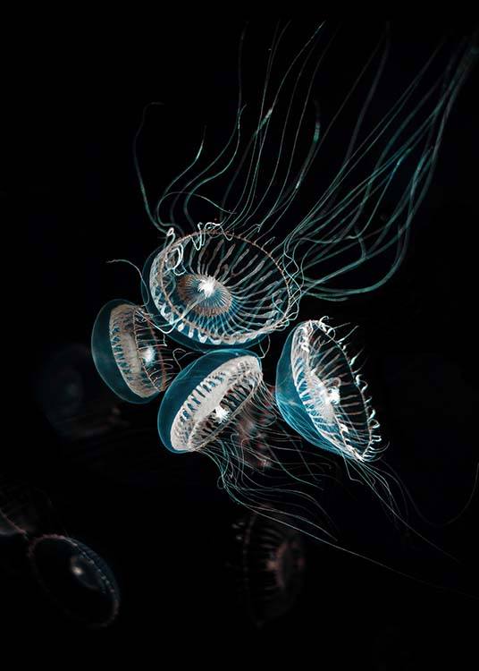 Crystal Jelly Affiche