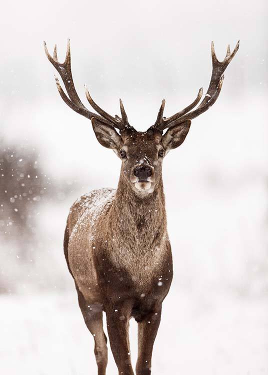  – Foto van een hert in de sneeuw en een winterlandschap