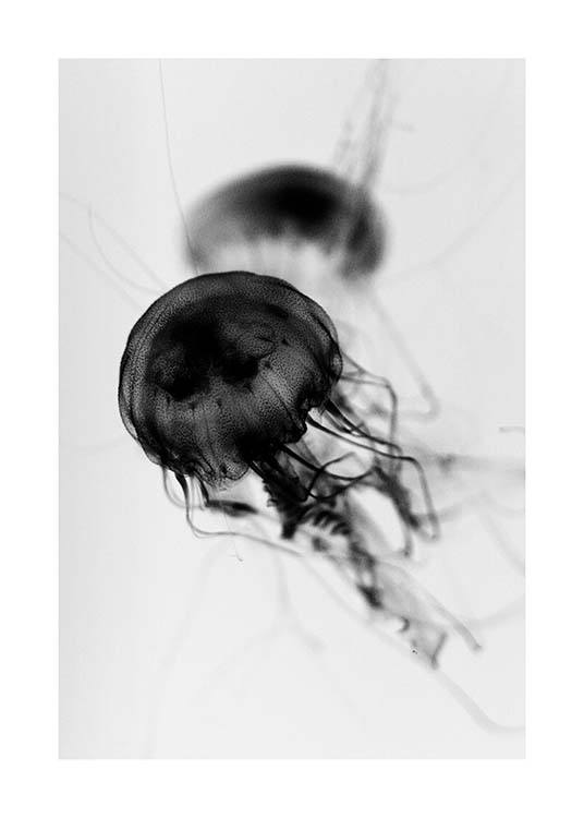 Floating Jelly Fish Affiche