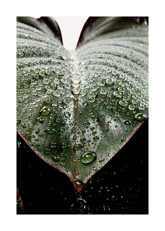 Wet Rubber Leaf Two Poster