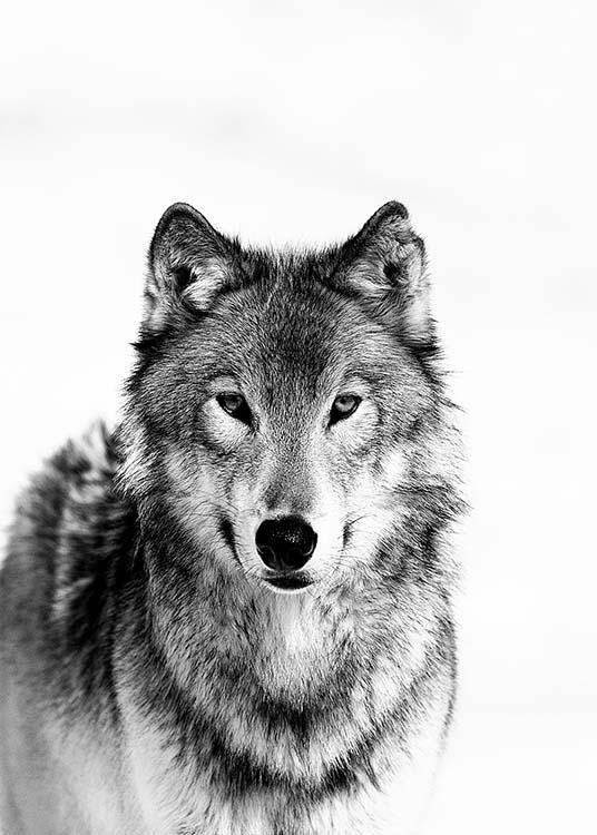 Wolf B&W Affiche / Noir et blanc chez Desenio AB (3548)