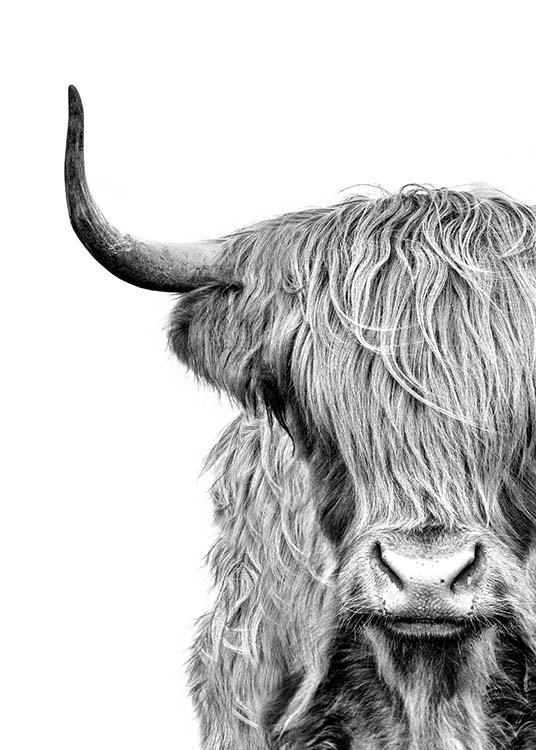  – Photographie en noir et blanc de la tête d’une vache écossaise avec la fourrure devant les yeux
