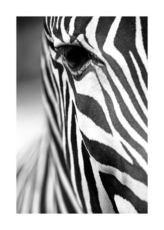 Zebra Close Up Affiche / Noir et blanc chez Desenio AB (3855)