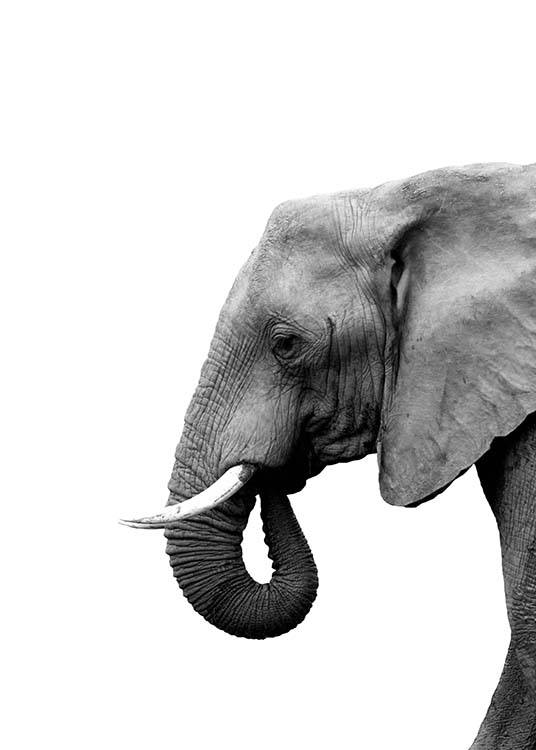 Elephant From Side Affiche / Noir et blanc chez Desenio AB (3893)