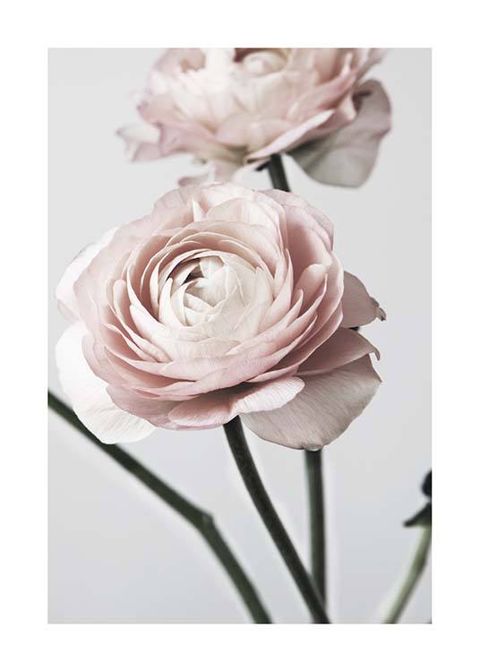 Pink Ranunculus One Affiche / Photographie chez Desenio AB (3923)